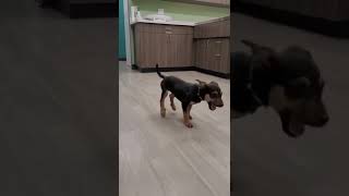 Lil Dog Does His Dancey Dance