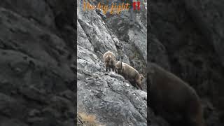 Ibex fighting / Combat de bouquetins #wildlife #suisse #nature #ibex #bouquetin