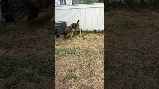 Charlie plays fetch #shorts #germanshepherdpuppy #viraldogsvideos #cutedogs #1kviews #subscribe