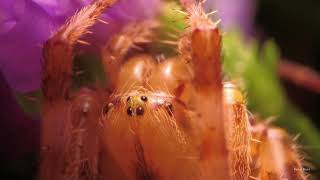 Araneus diadematus