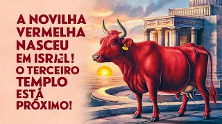 🚨A Novilha Vermelha Nasceu em Israel! O Terceiro Templo Está Próximo🚨