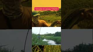 Mancing gabus disarang TOMAN #mancinggabus #mancingtoman