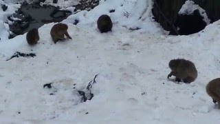 Monkeys in the snow