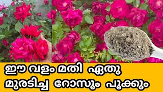 How to care for Rose especially in Winter || gardening ideas for home || Best fertilizer for 🌹🥰