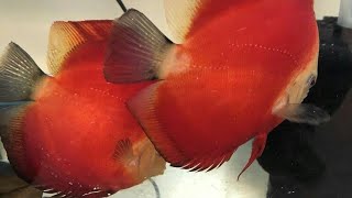 discus fish breeding pair for sale in india|all over india delivery possible|discus fish for sale|