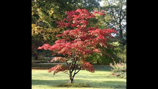 Growing Acers