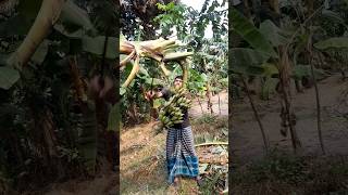 #How to harvesting are banana#ep-229#Short #trending #vairal #food🍌🍌