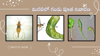 మిరపలో మిడ్జి ఈగ నివారణకు మందులు || Top 7 Best Insecticides || TFS Sagubadi #suryabhaskar