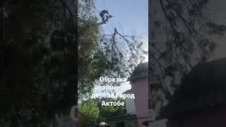 Обрезка деревьев в Актобе ,87711838333 Даулет,87767786000 Азамат