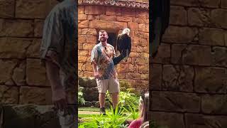 American Bald Eagle USA USA USA #shorts #eagles #usa #viral #short