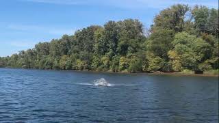 Atlantic Sturgeon Breaching on the James River