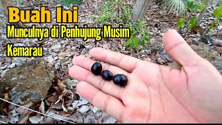 Buah Akhir Musim Kemarau || di tempat kalian apa namanya lurd