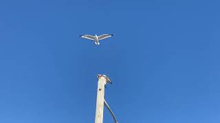 Seagull dives a hawk