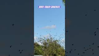 Boat-tailed grackles || #mylittlejungle #shorts #asmr #birds #Boattailedgrackles