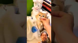 bos kecil sedang santai #cutecat #cute #cat #kitten #funny #kittycomedy #kitty #comedy #pets