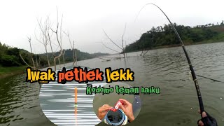 Mancing ikan nila titik spote kayu rapuh