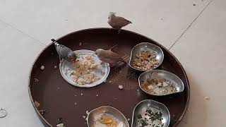 family lunch time.. 😍😘👌🏻 #zebrafinches is #love that makes us A Family... blessings ✨