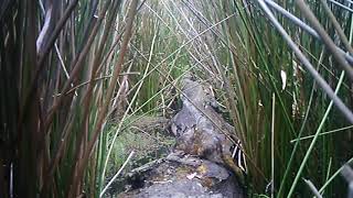 Video of a Rakali (rabe or water rat) in the Pollack Swamp