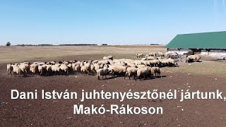 Dani István juhtenyésztőnél jártunk, Makó-Rákoson