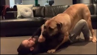 Big Boerboel Wrestling Her Owner  BEST Memories #boerboel #trending #viralvideo