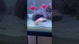 oscar fish died | oscar fish | Fish lying at bottom of Tank #aquarium #oscars #fishtank #cichlid