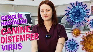 KÖPEKLERDE GENÇLİK HASTALIĞI! Canine Distemper Virüs