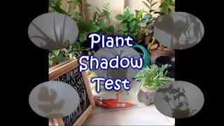 Test de l'ombre des plantes