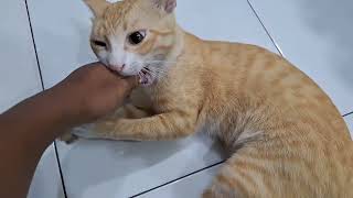 kucing peliharaan lagi galau.