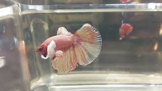 betta cod 185