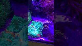 Populer Coral Showcase #aquarium #fish