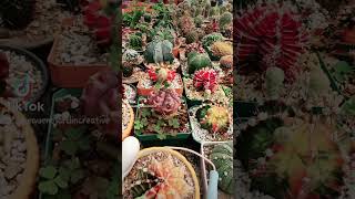 a etiquetar se ha dicho #cactusysuculentas #houseplants #vivero #viveros #gardeningplants #plantas