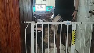 How to DNA Test a Wolf Dog #shorts