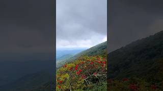 Foggy Morning Hike to Craggy Gardens with our friends from Japan #craggygardens