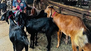 qurbani eid 2022: Biggest Gabtoli cattle market/ Goat market price in Bangladesh 2022