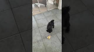 New pet duck and morkie make friends!