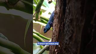 Lygodactylus williamsi - Loveridge, 1952 - (Gekkonidae) - Gekko bleu néon, gecko nain de William