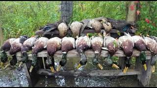 Duck hunting compilation NY 2018