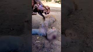 Baby Monkey's heartbreaking reaction on its mother's death 💔 #shorts