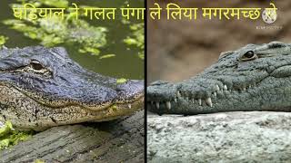 alligator vs crocodile 😱😱😱🦈🦈🦈🦈🙏🙏🙏🙏🙏pls like subscribe share Thanks