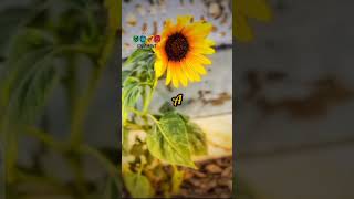 #foryou #quotes #sunflower #shortvideo #inspirationalquotes