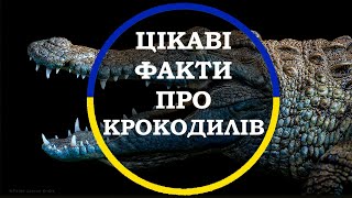 Цікаві факти про крокодилів. Підбірка цікавих фактів українською