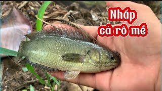 Nhấp cá rô mề mùa nước lên cá ăn thấy mà ham