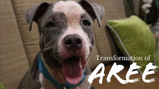 How to Treat Dog with Skin Problems | The Transformation of AREE