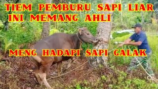 cara cepat merobokan sapi yang aga liar agar bisa jatu dengan sendirinya