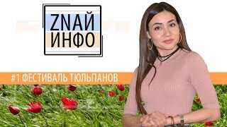 Фестиваль тюльпанов в Калмыкии!