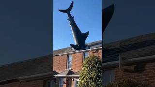 Roofing can be dangerous! 😂 📹:Paul Langdon. #roof #roofer #roofing #roofershelper #shark #shorts