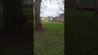 Birds in the park Eyre Square Galway