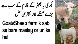 Goat Farming k sab se bray problems ka hal