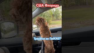 Боится но лает на всех #shortsvideo #dog #влог