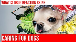 Drug Reactions: How to Protect and Treat Skin Problems in Dogs